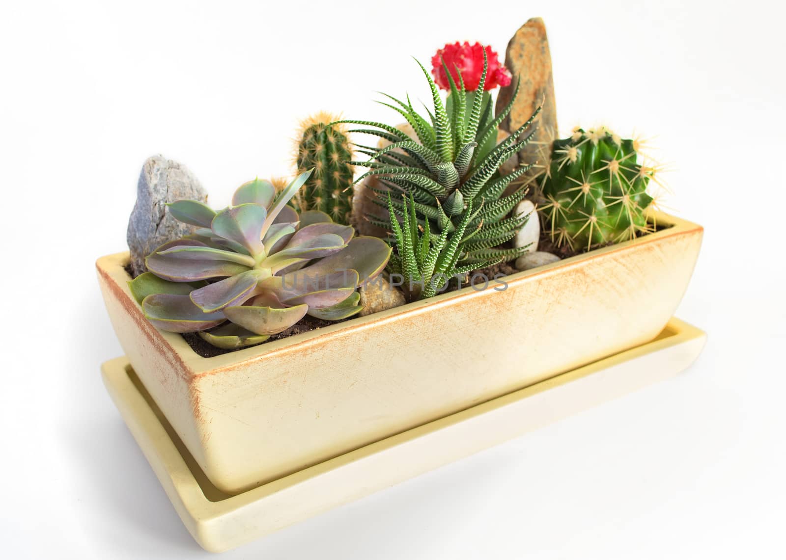 Potted plants in a pot. Plant composition