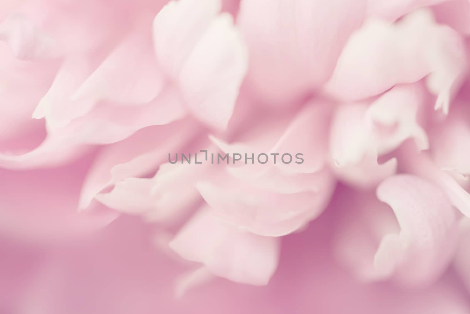 Pink petals with blurred focus. Pink background. Valentines day background