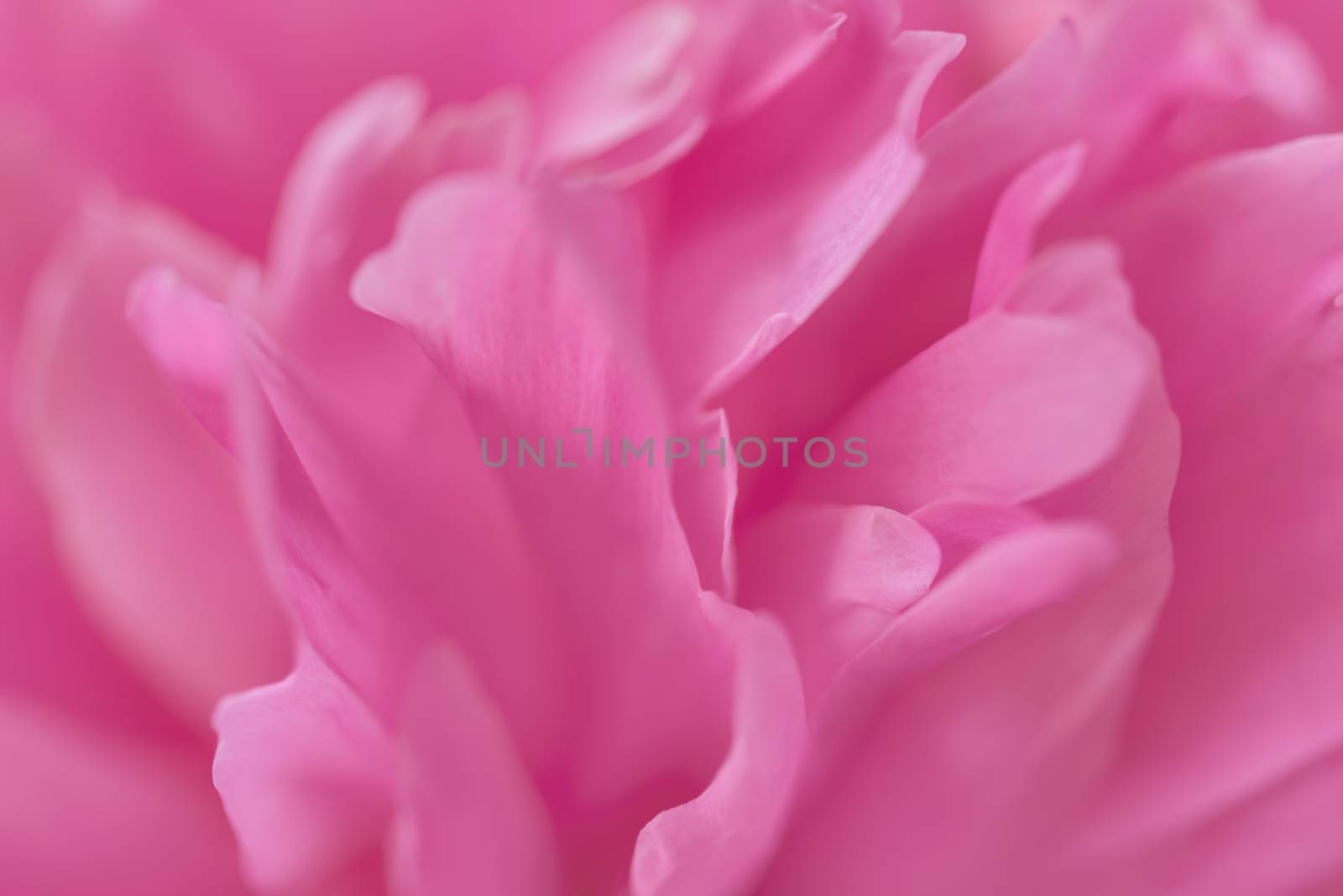 Pink petals with blurred focus. Pink background