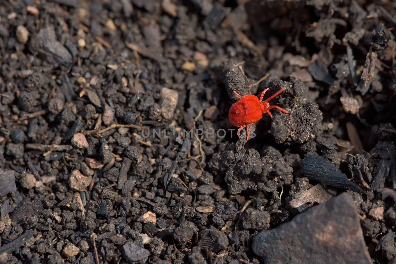 Red mite on the ground. Spread of Infection