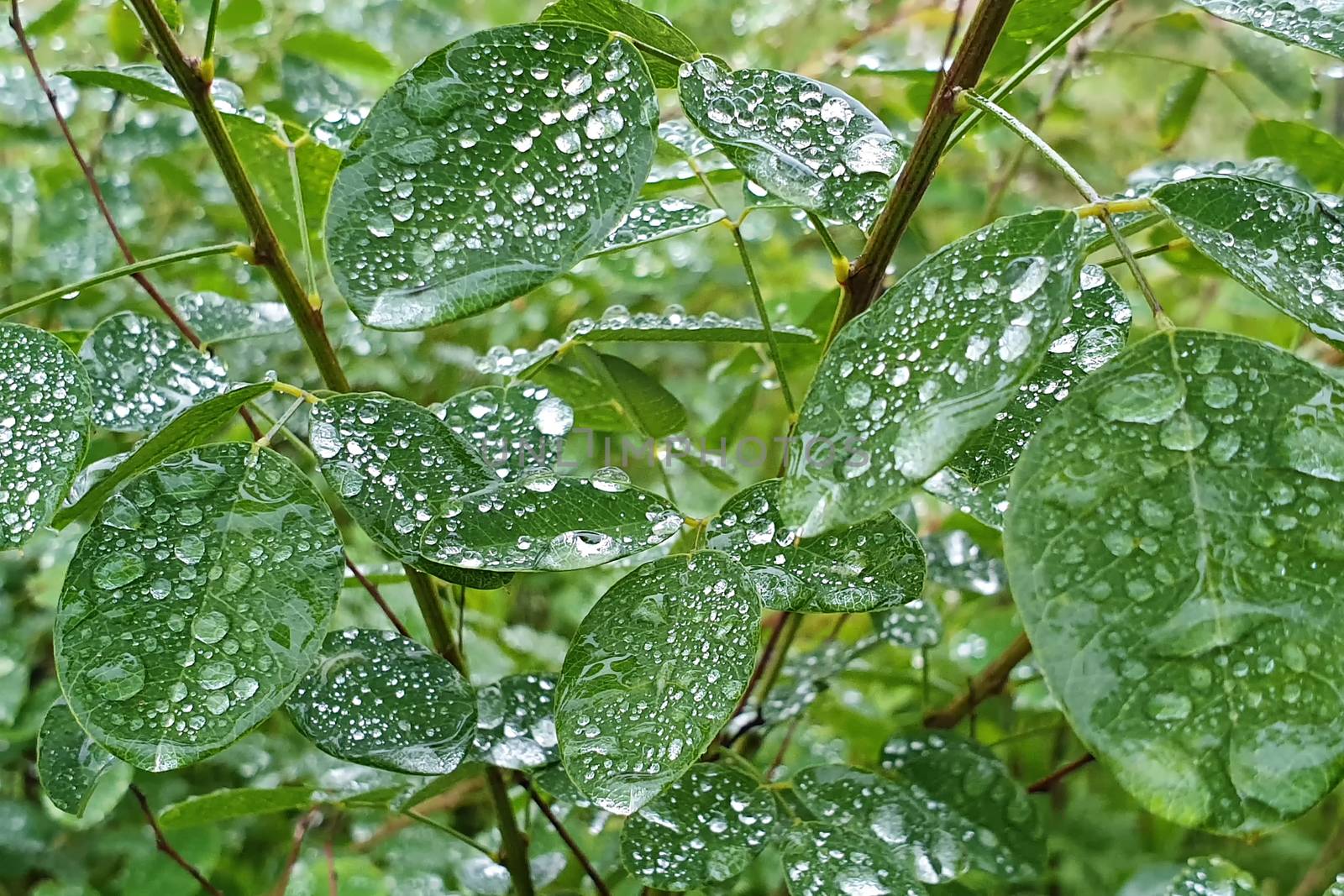 Raindrops on the leaves by Visual-Content