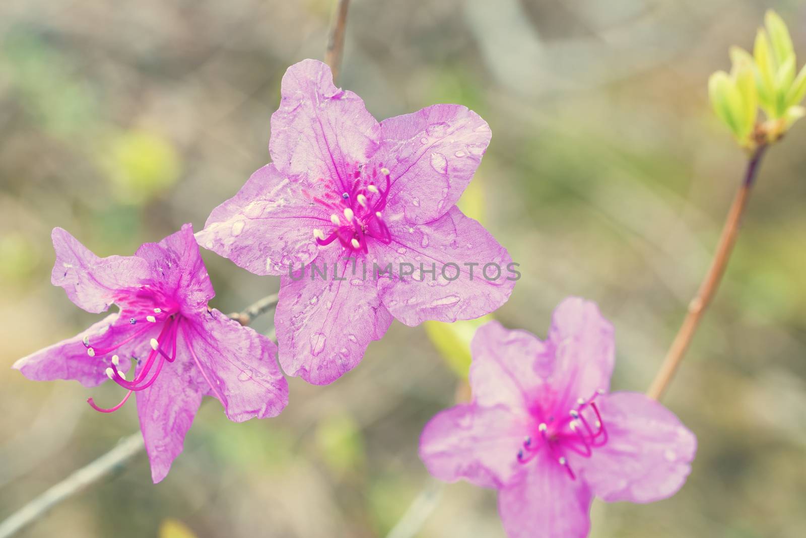 Rhododendron flower on light background by Visual-Content