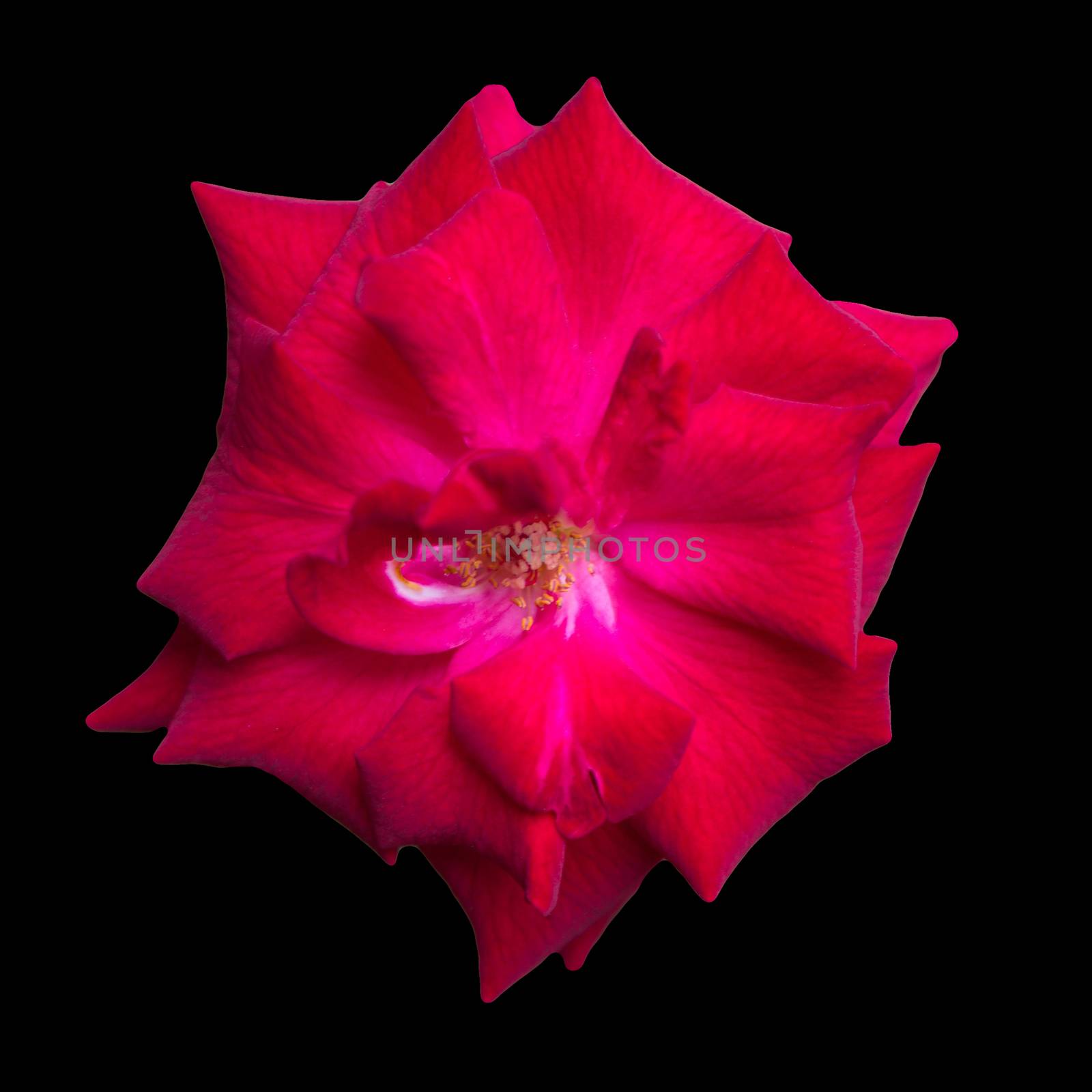 Red flower isolated on the black background and texture with clipping path.
