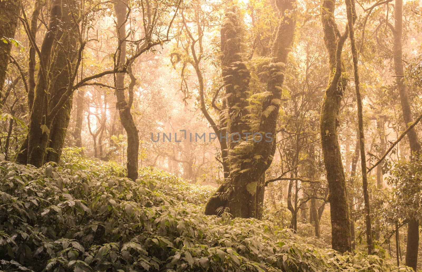 Asian tropical rainforest. Jungle old green tree in Doi Inthanon National Park, Thailand.