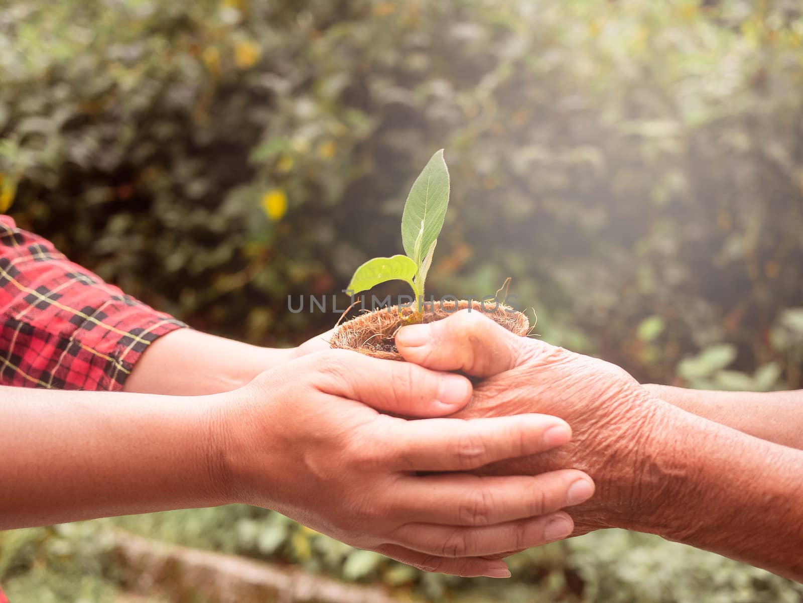 Senior and Adult are holding young plant on blur nature background with sunlight. Concept of generation and development.