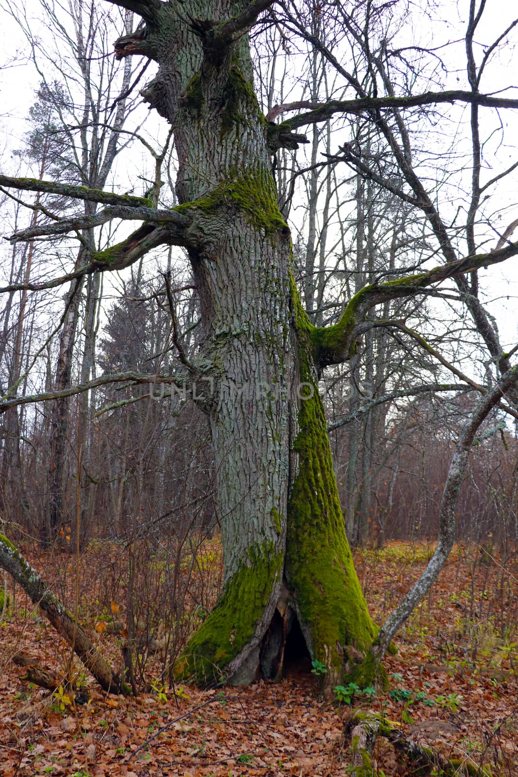 Large old dry poplar. Part of the trunk was covered with moss