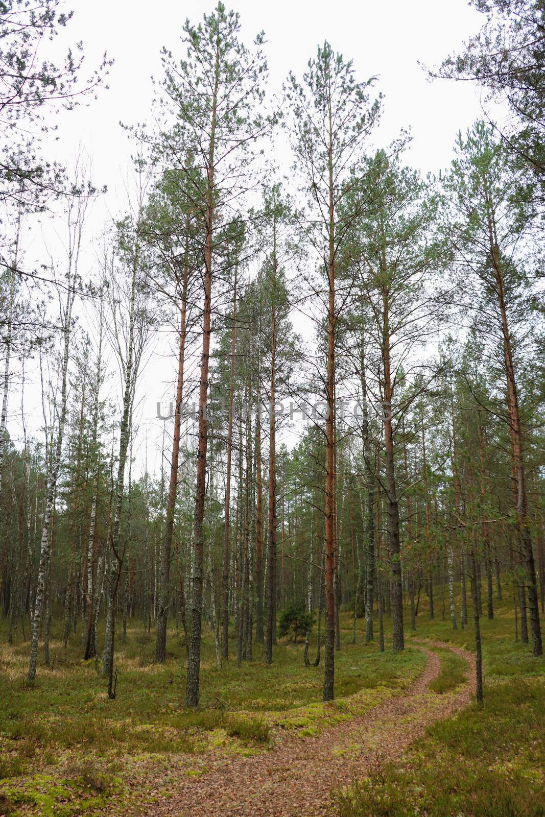 Fir young forest in an autumn cloudy morning. by kip02kas