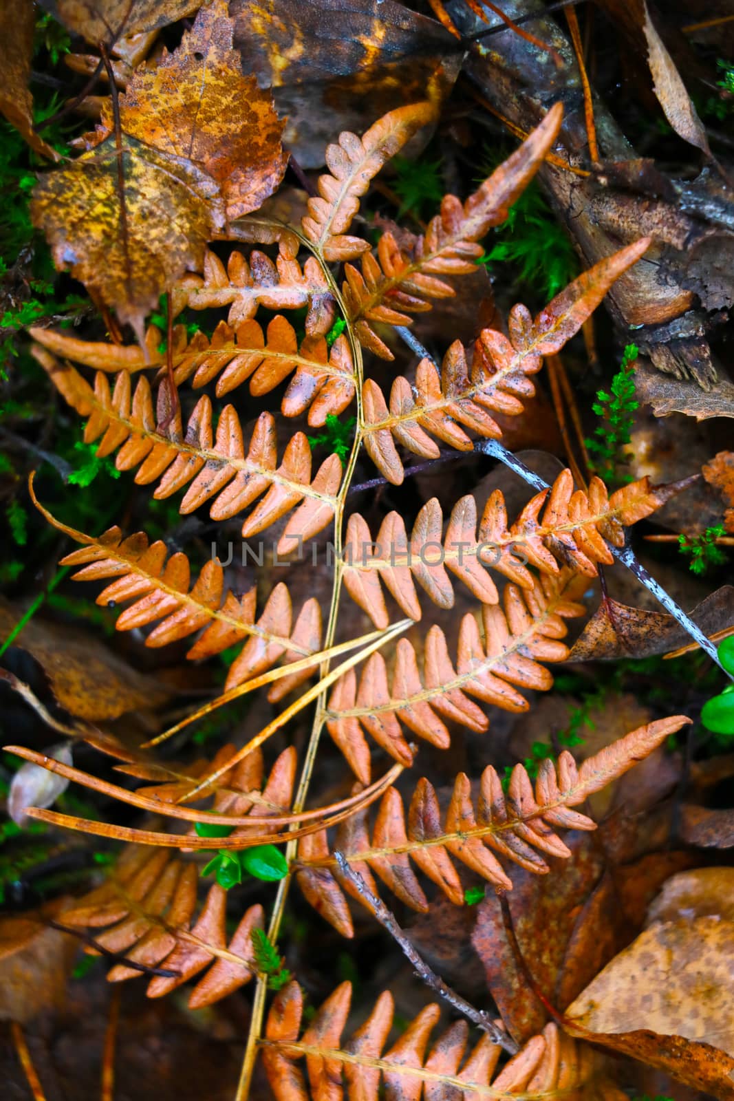 Yellow wet fern leaf in the autumn forest. by kip02kas