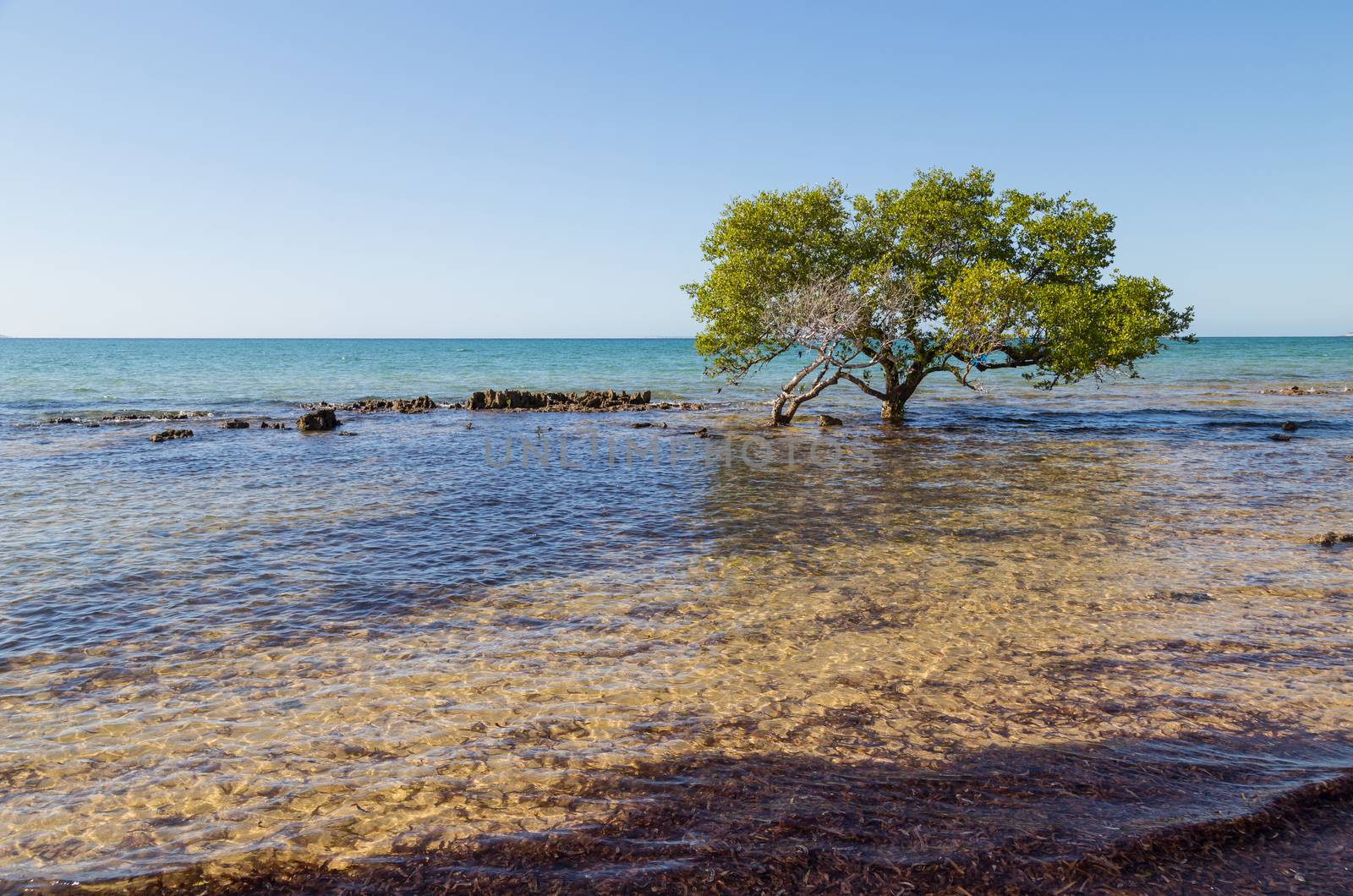 tree on beach in Mozambique by zittto