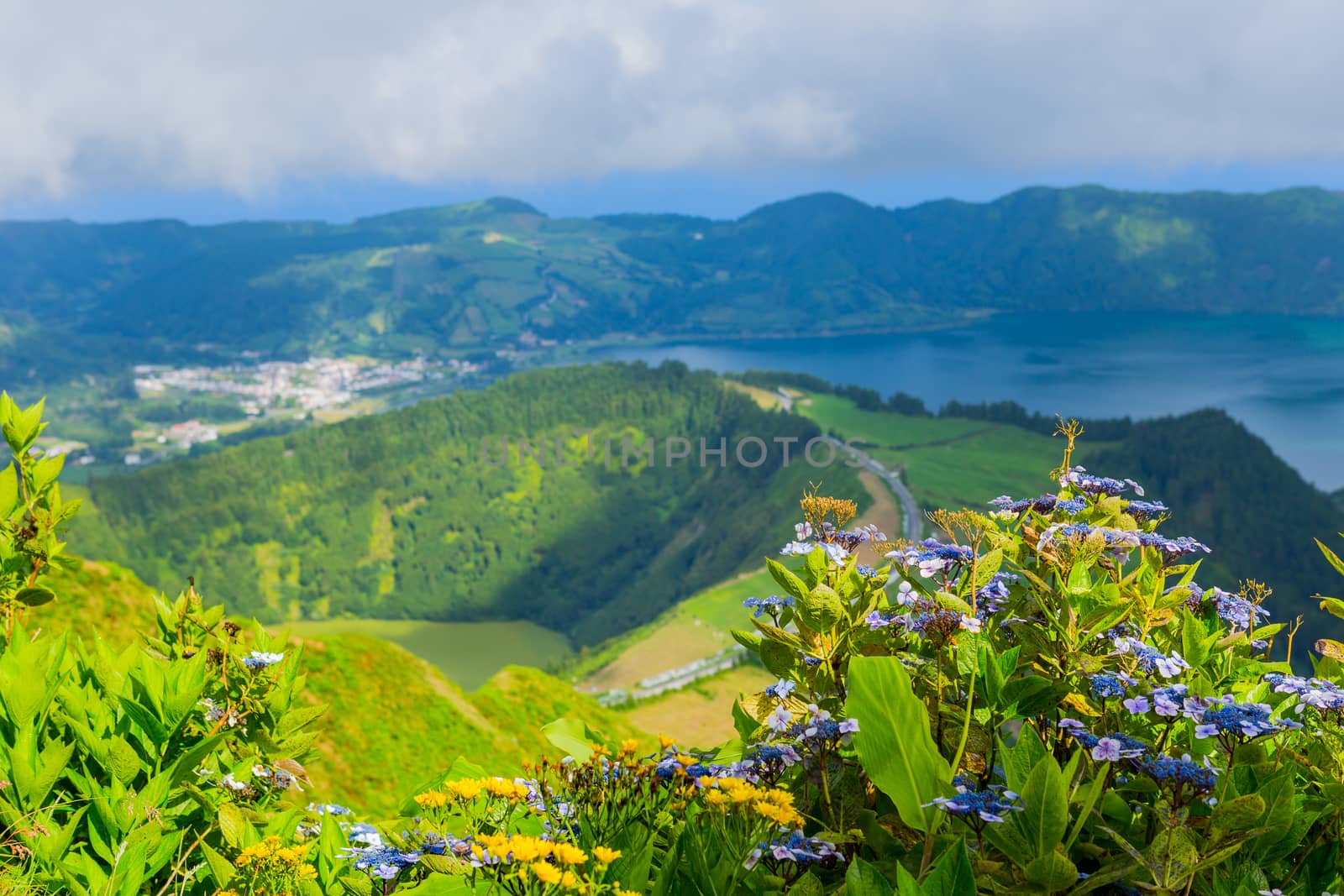 wild flowers in the mountain by zittto
