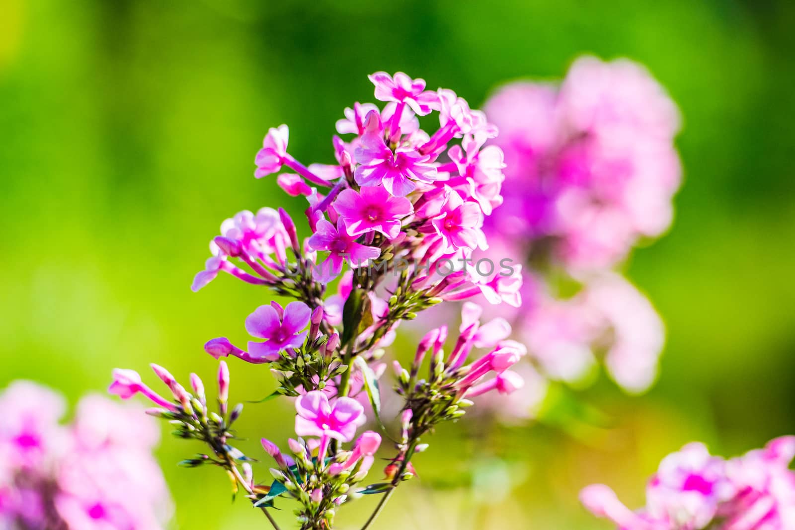 Beautiful Pinks Flocks Flowers in the garden by paddythegolfer