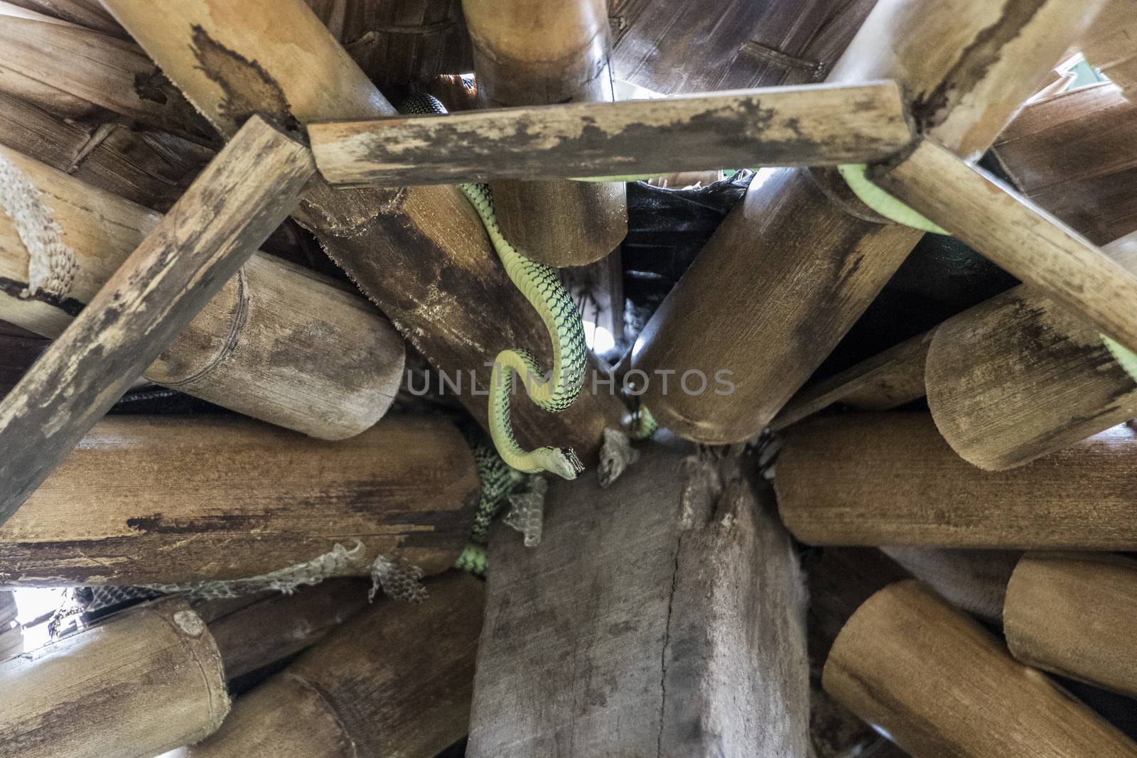 Snake in the bamboo roof on Koh Phangan, Koh Pha Ngan, Thailand. Paradise Tree Snake.
