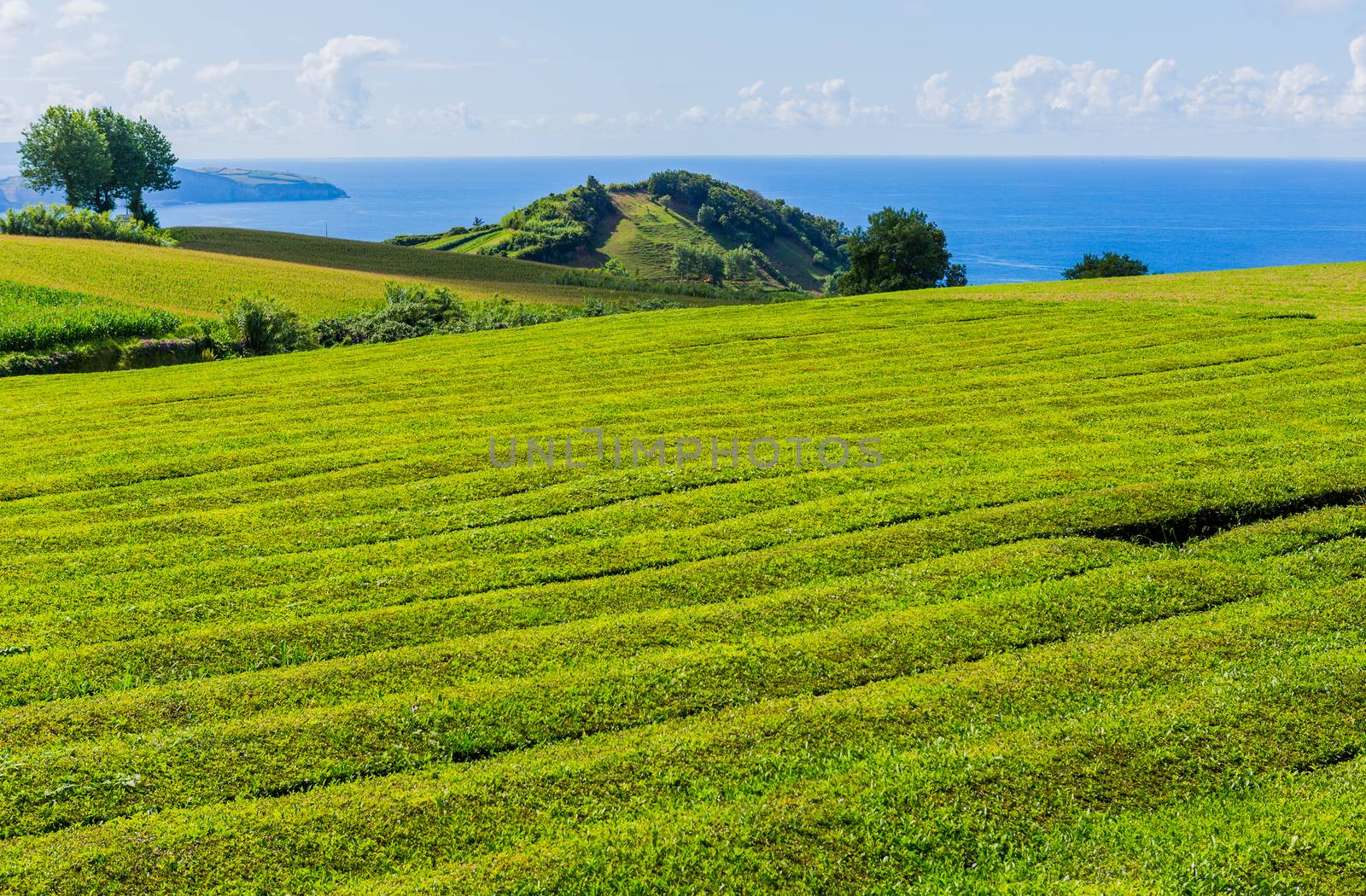 View on tea plantation rows and building of Gorreana tea factory Cha Gorreana. The oldest, and only, tea plantation in Europe, Sao Miguel island, Azores, Portugal