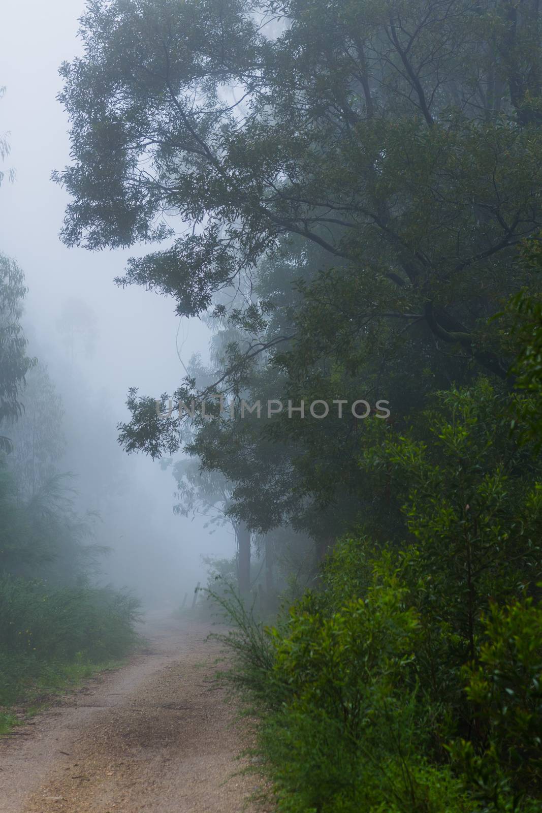 Fog in the forest by zittto
