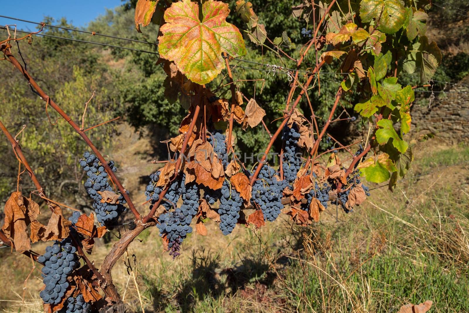 Grapes from Douro valley, near Foz Coa, Portugal