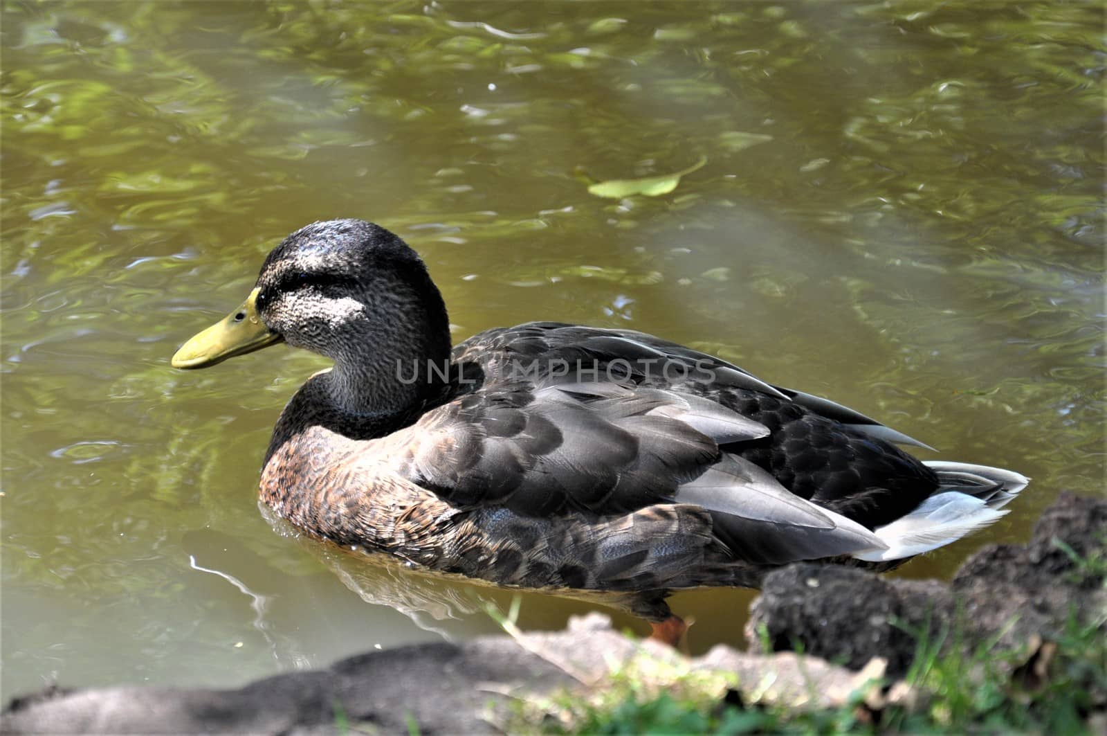 A female mallard duck swims on a lake