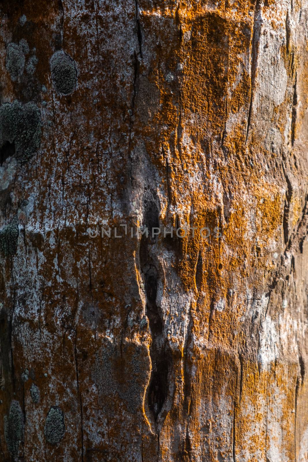Close up of the Palm tree trunk