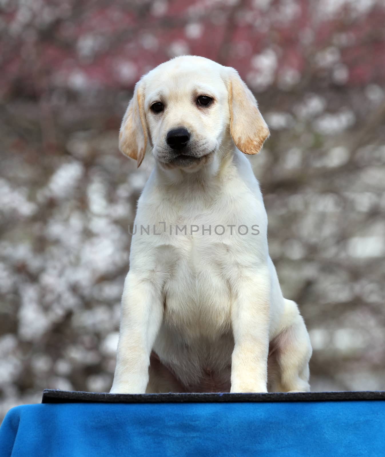 sweet yellow labrador playing in the park