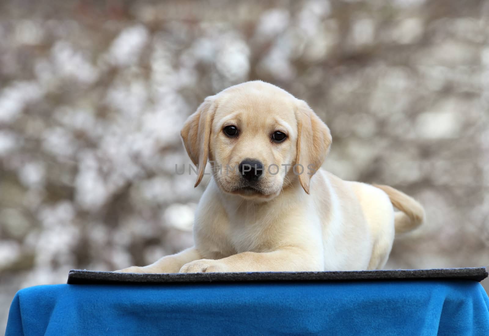 the sweet yellow labrador playing in the park