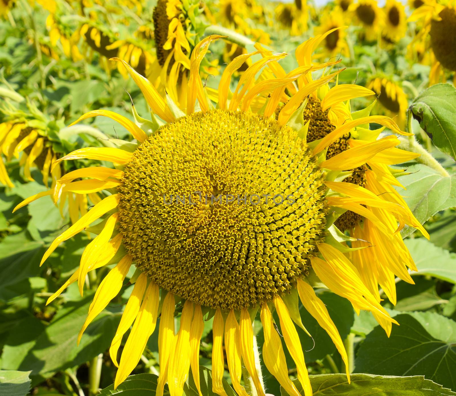 field of blooming sunflowers on a background sunset