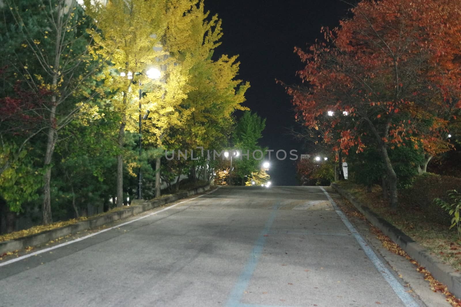 Night view of a paved pedestrian way or walk way with trees on sides for public walk