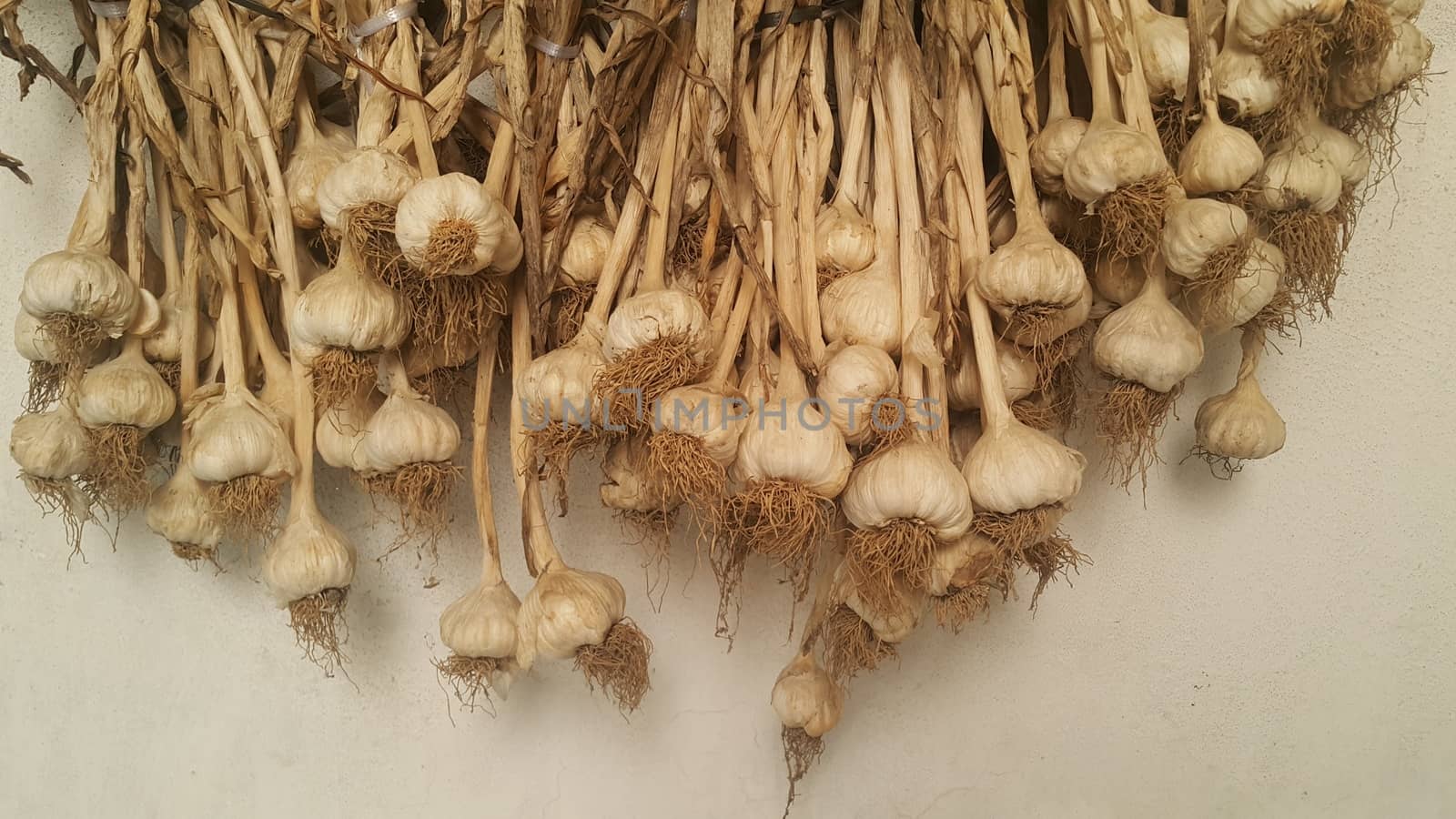 Garlic is aromatic and flavorful herb for consumption and use in spices and for medicinal purposes. Close-up view of dry garlic bulbs background.