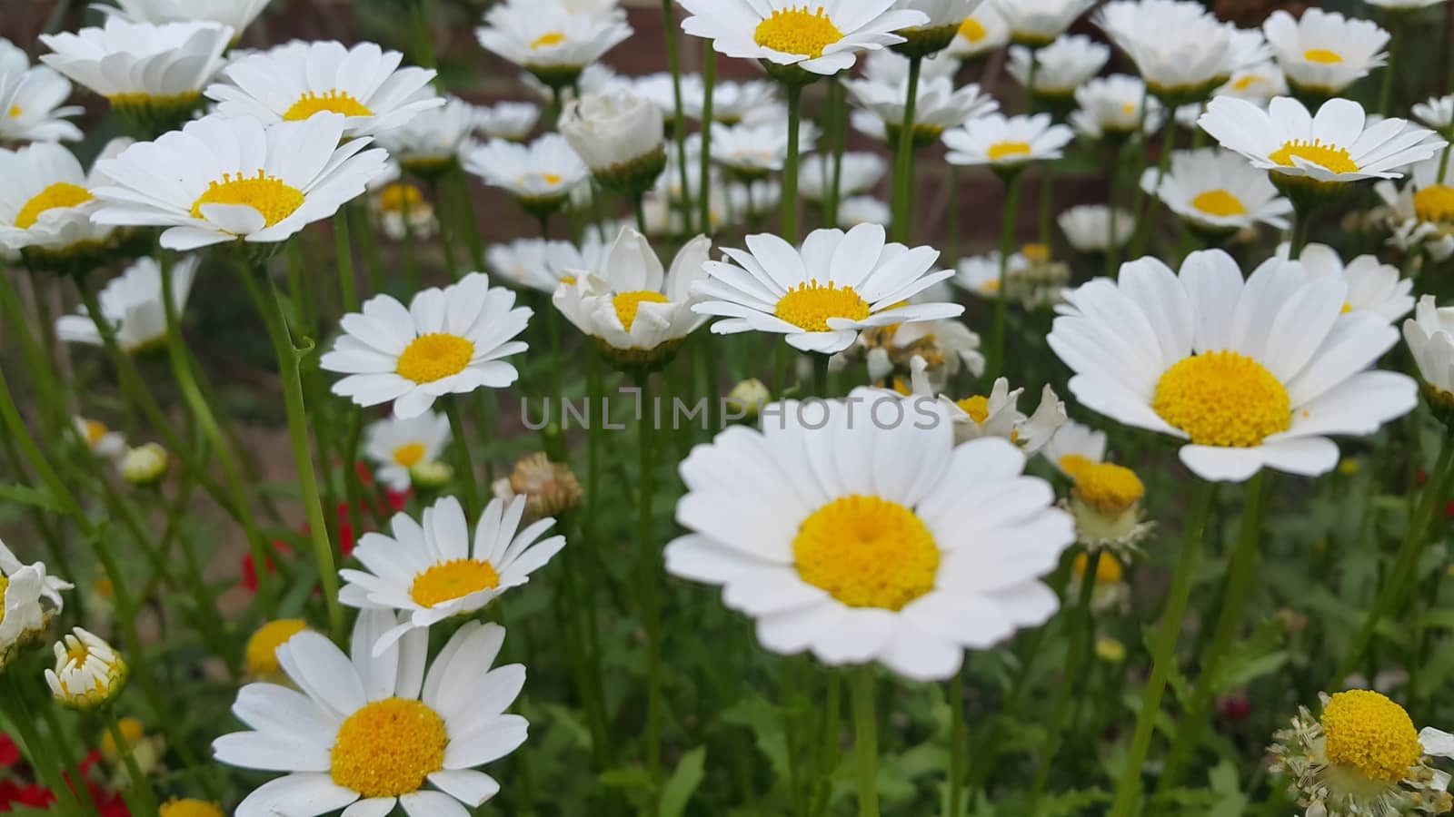 Close up of a lovely fresh white flower with green leaves background by Photochowk