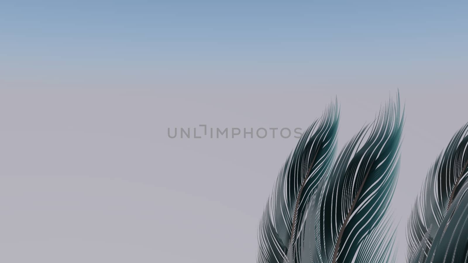 Soft silky feathers isolated with copy space for text and advertisement by Photochowk