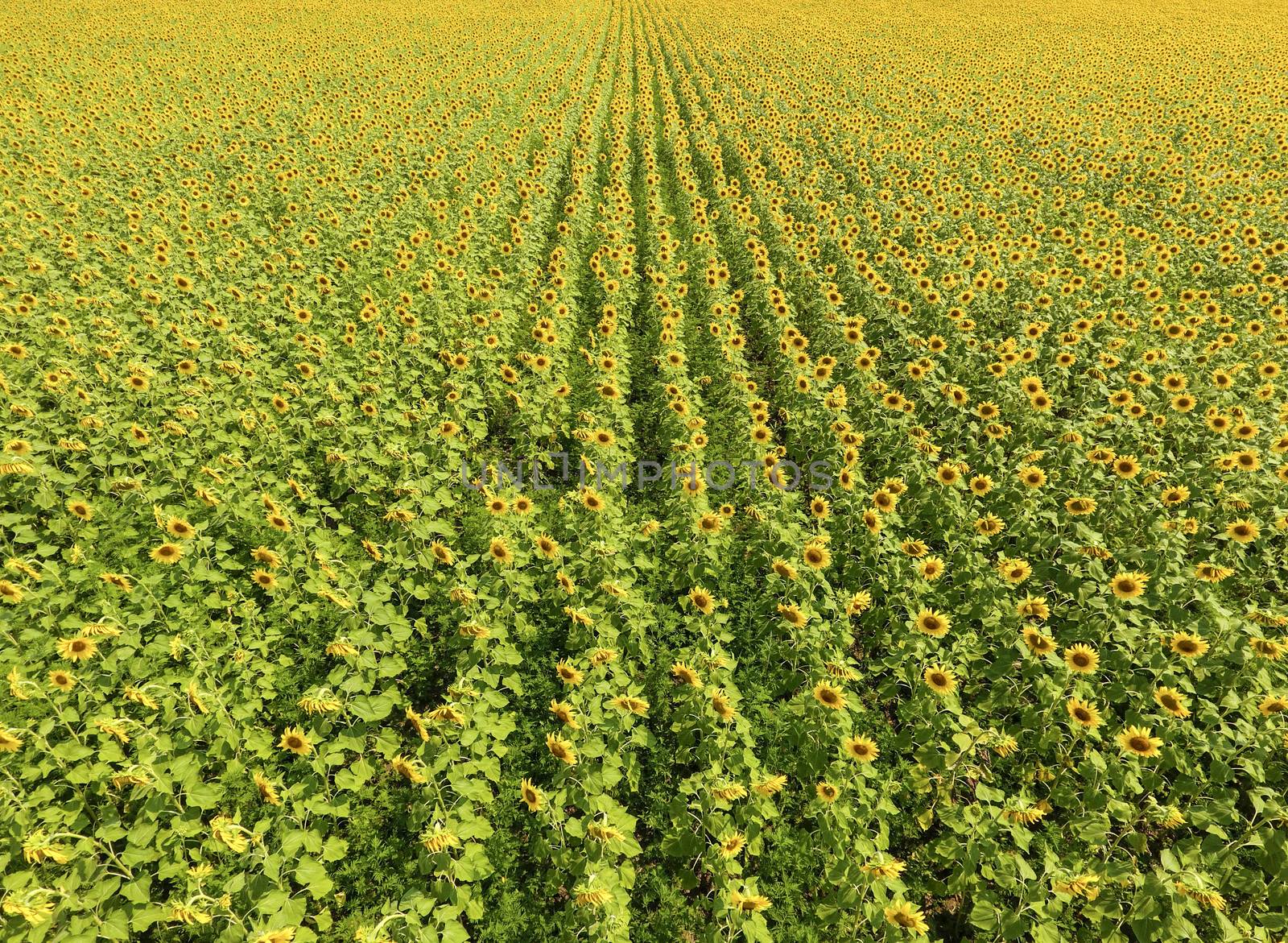 Aerial view of agricultural fields flowering oilseed. Field of s by eleonimages