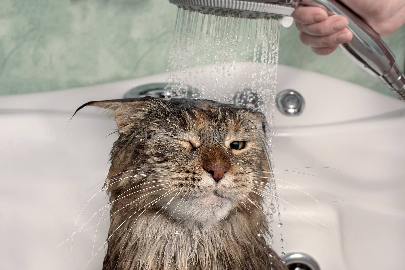 Wet cat in the bath. Funny cat. Maine Coon