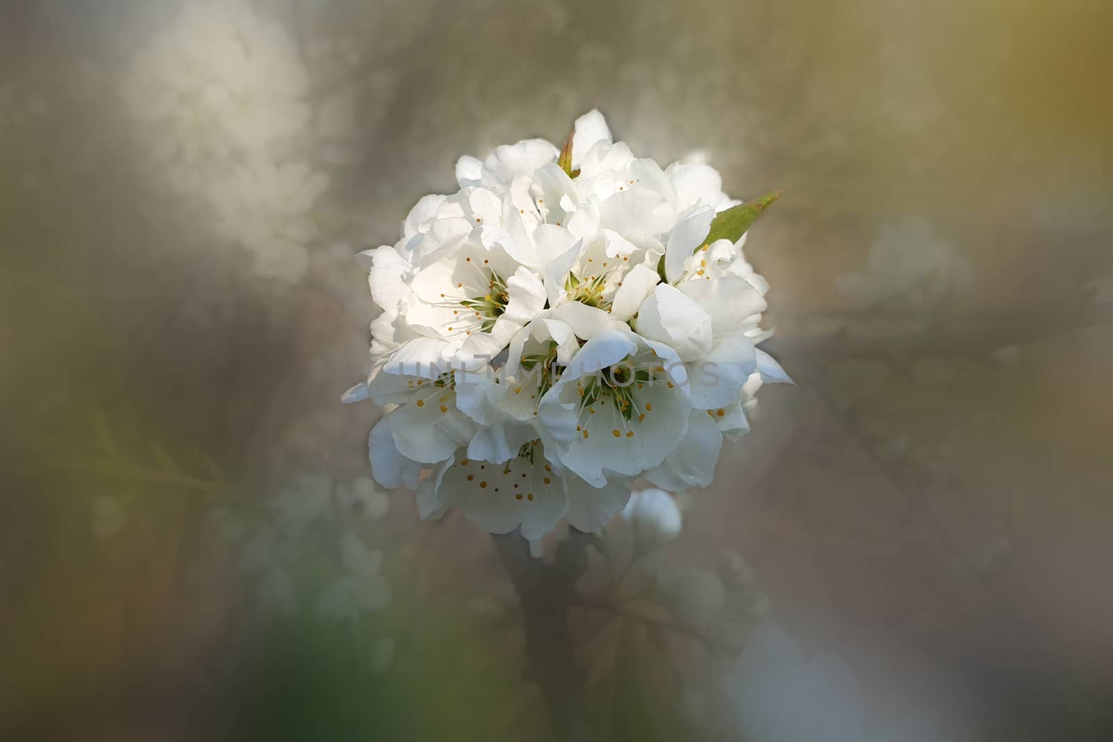 white flower on blurred background by Visual-Content