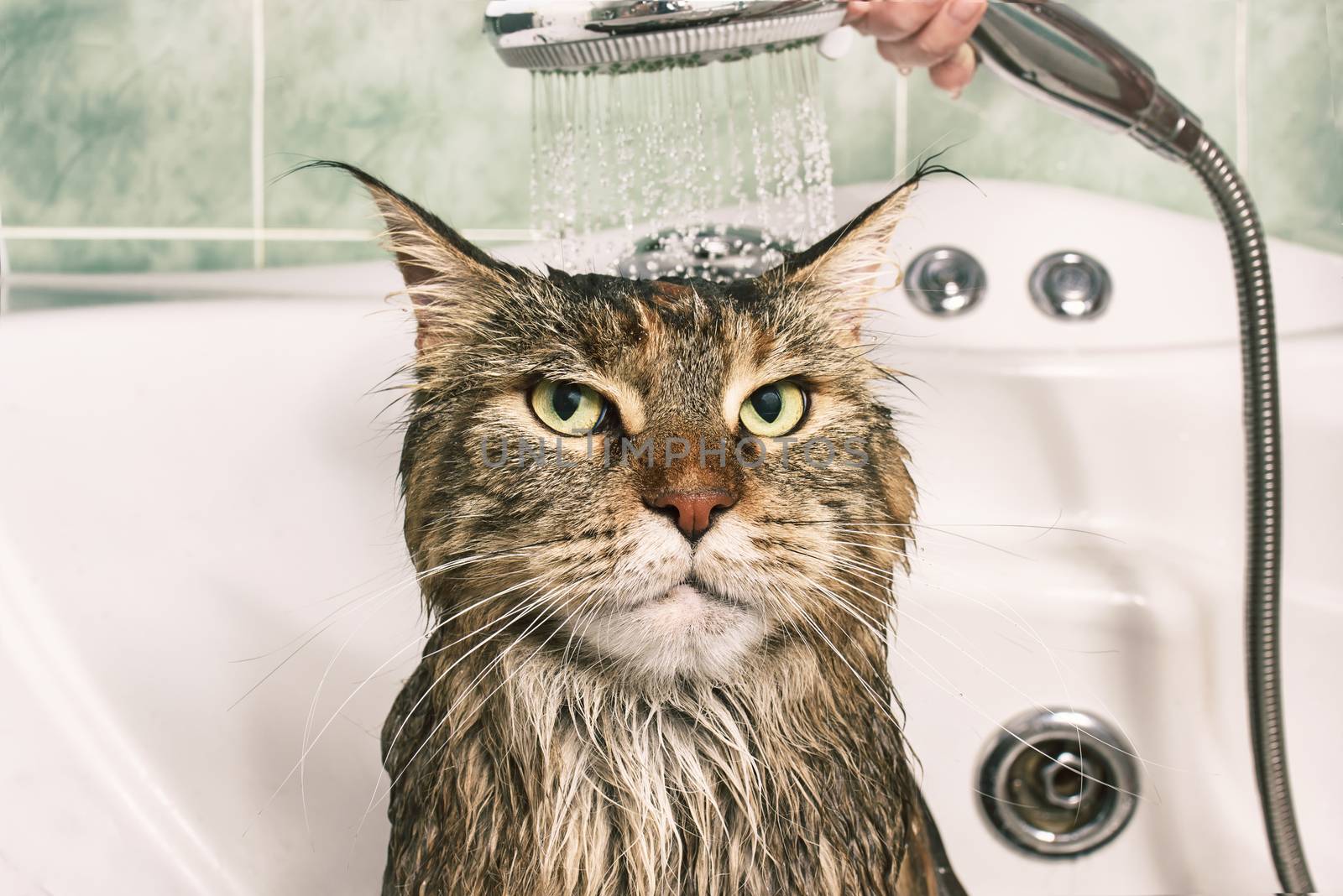 Wet cat in the bath by Visual-Content