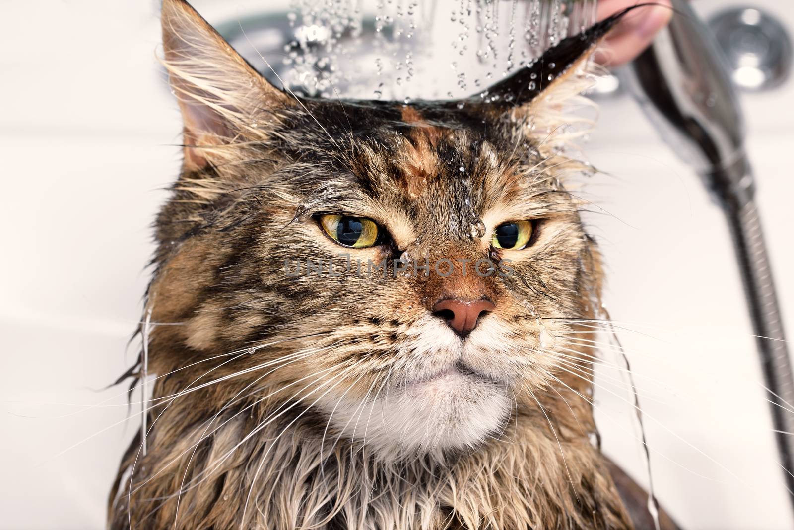 Cat bath. Wet cat. Cat washed in the shower