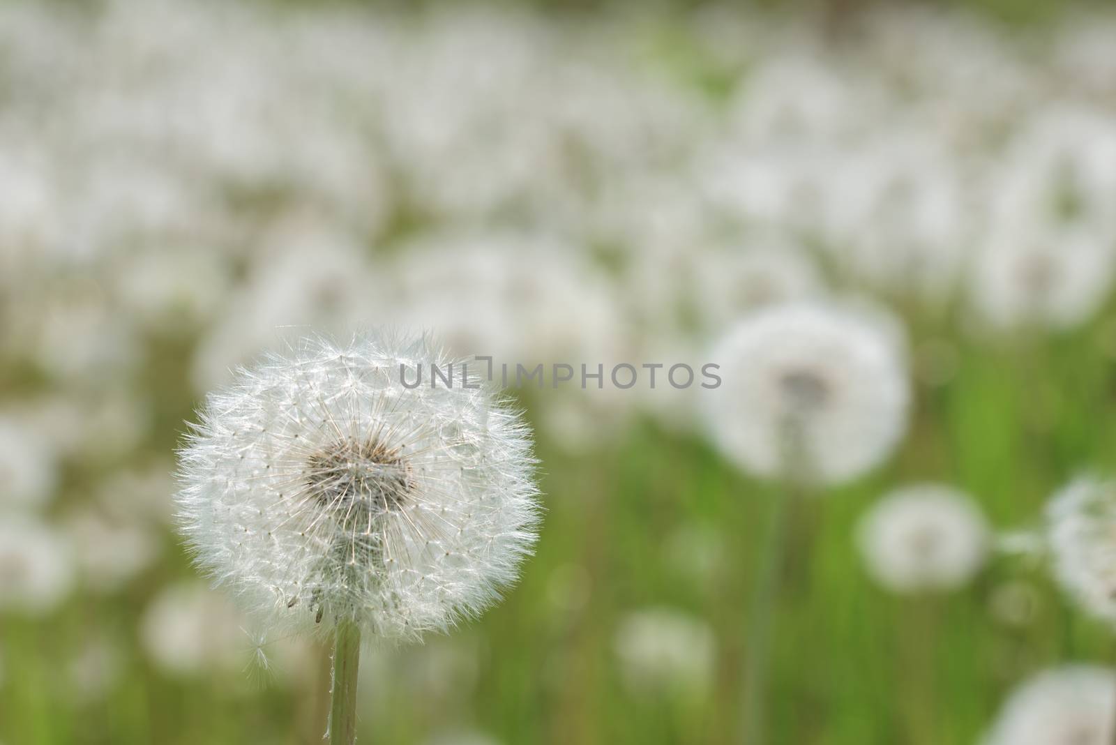 Dandelion in the green meadow. White dandelion