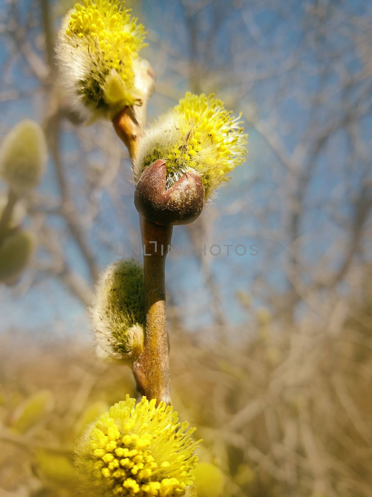 Willow blossom in spring. Beautiful pussy willow flowers branches