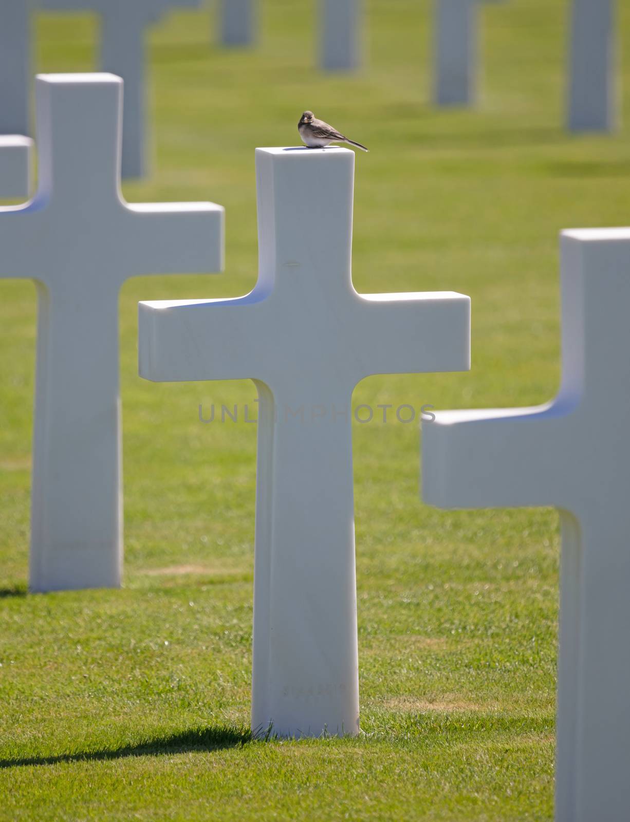 Rows of graves in the American mlitary cemetary in Luxembourg, bird on top of a grave