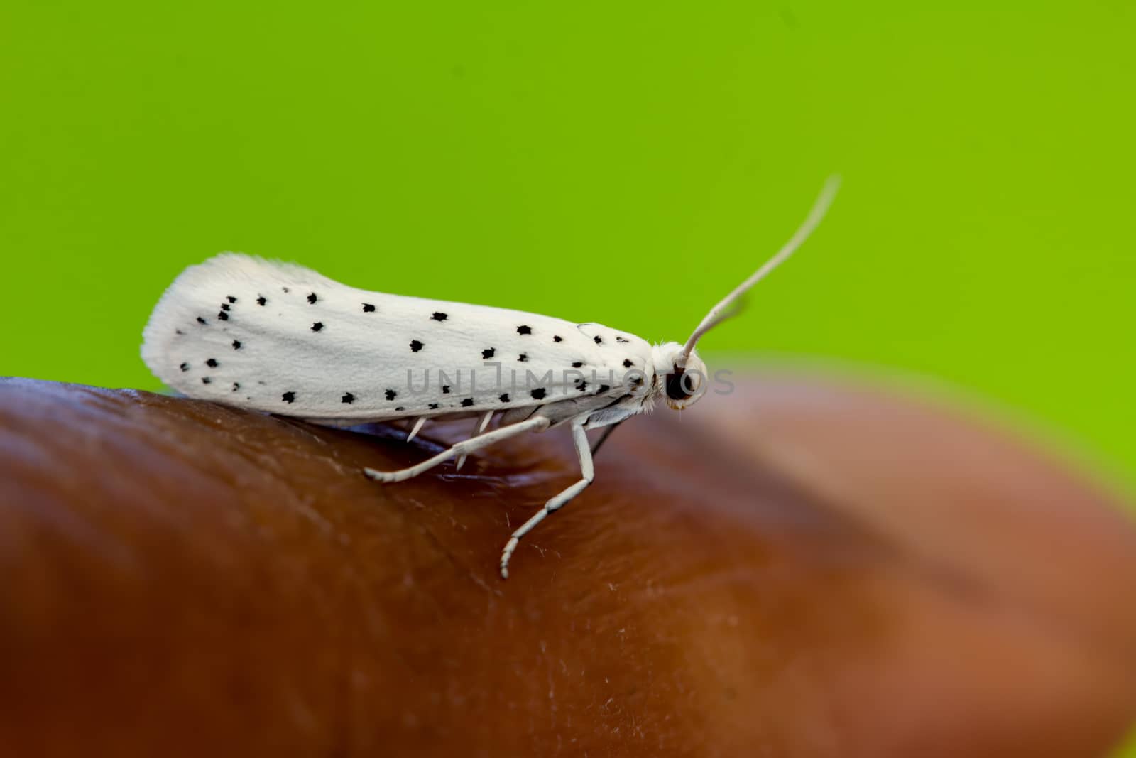 Newly hatched adult ermine moth by magicbones