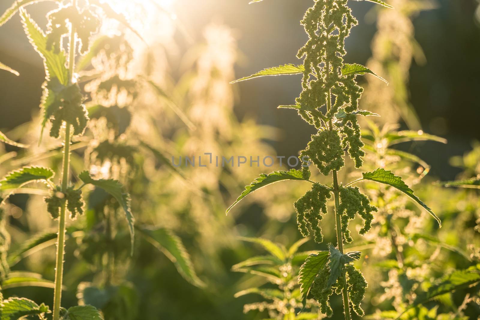 Nettle or hemp in the evening sun, Golden hour. Medicinal herb, Field grass. Natural background.