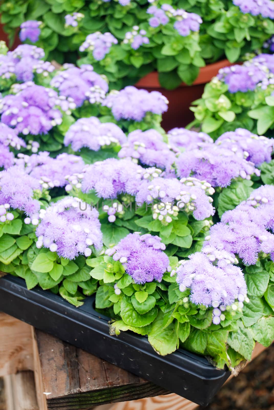 Ageratum, light purple ageratum, pot plants in the black tray