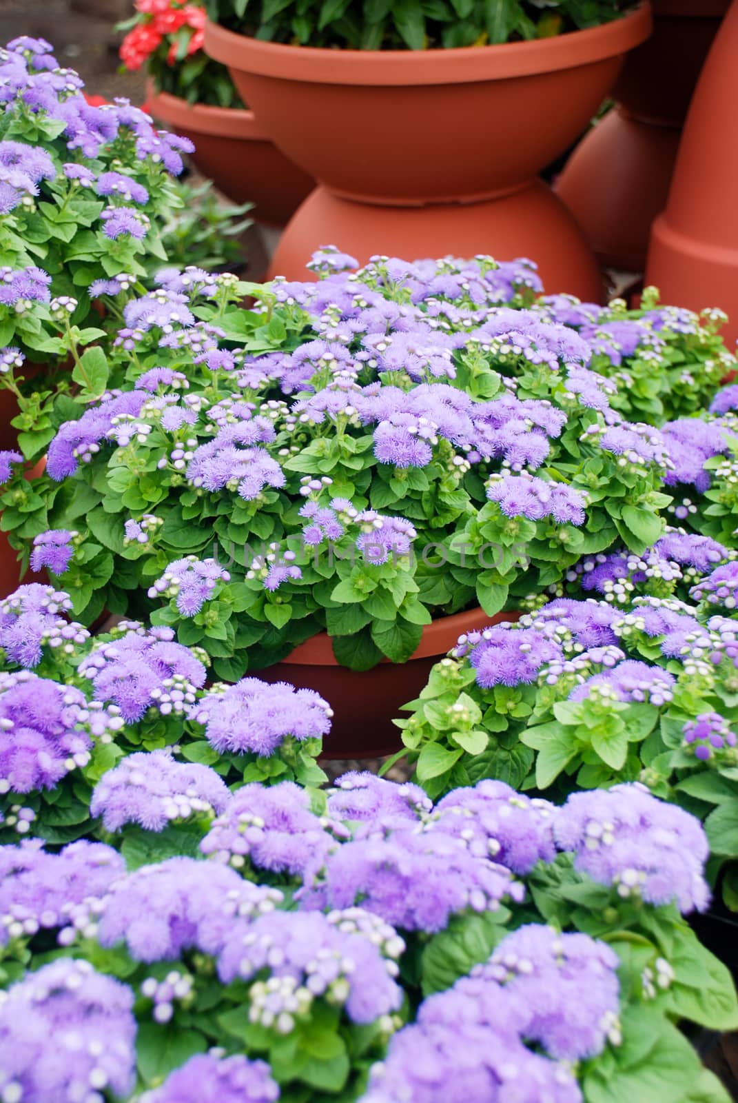 Ageratum, light purple ageratum, pot plants in the black tray by yuiyuize