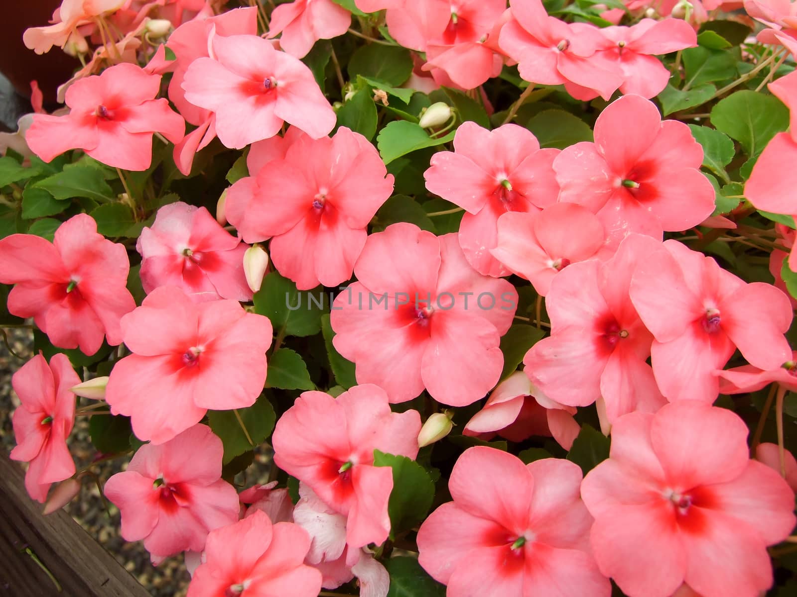 Light salmon impatiens in potted, scientific name Impatiens walleriana flowers also called Balsam, flower bed of blossoms in white