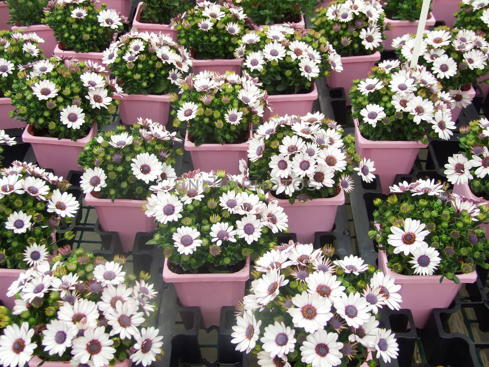 Light purple osteospermum or dimorphotheca flowers in the flowerbed, purple flowers