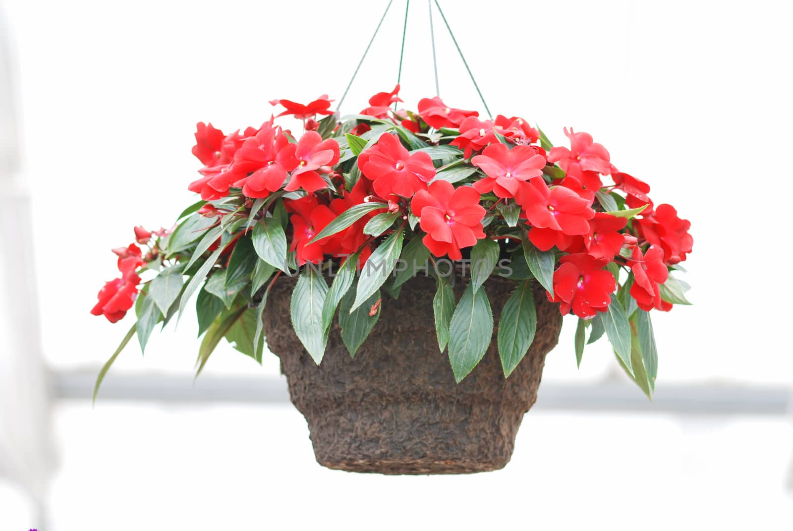 Red impatiens in potted, scientific name Impatiens walleriana flowers also called Balsam, flower bed of blossoms in white