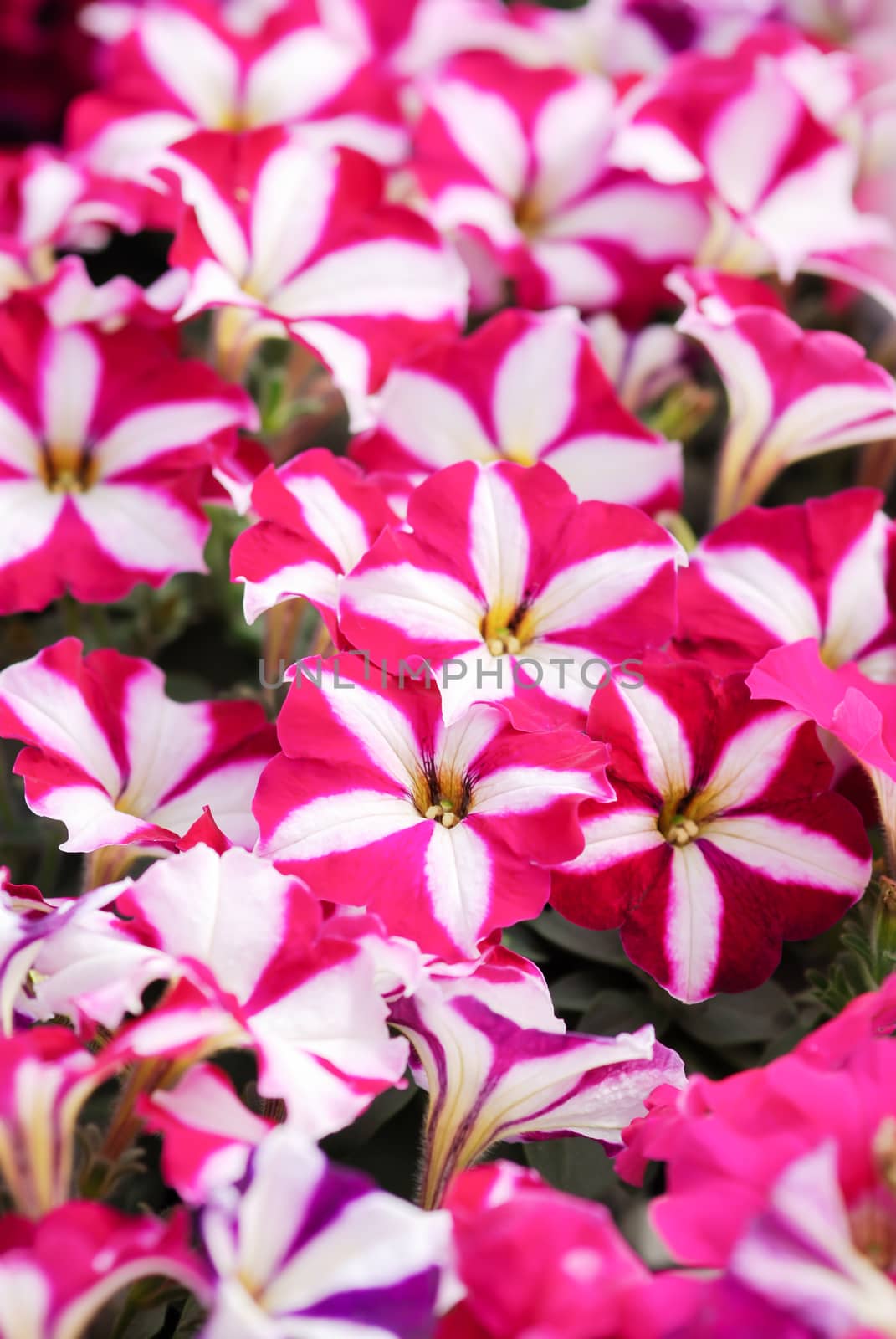 Pink Petunia, Petunias in the black pot, Pink petunia on a wood shelf. Selective focus.