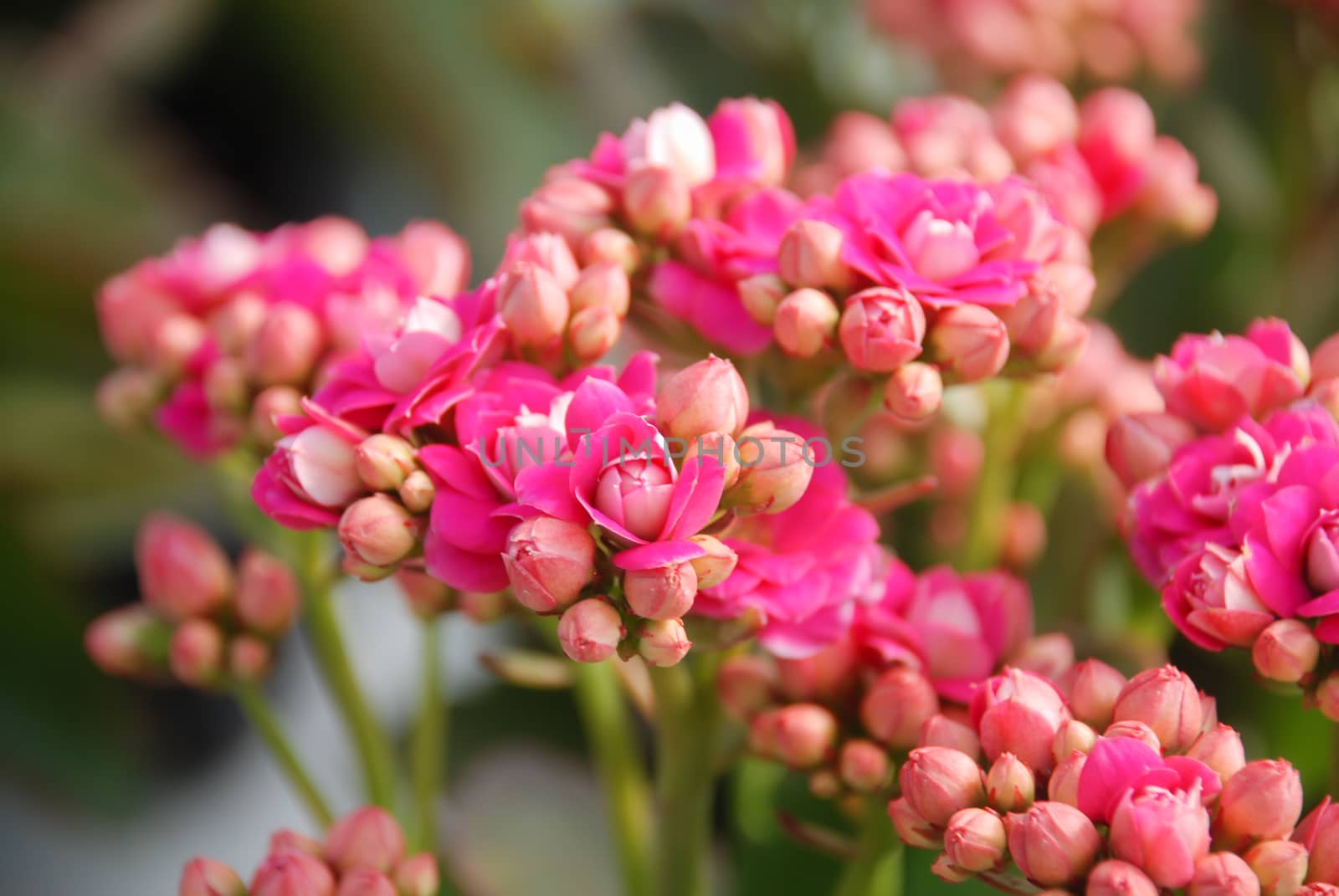 Kalanchoe plant with pink flowers, Kalanchoe blossfeldiana, potted Kalanchoe