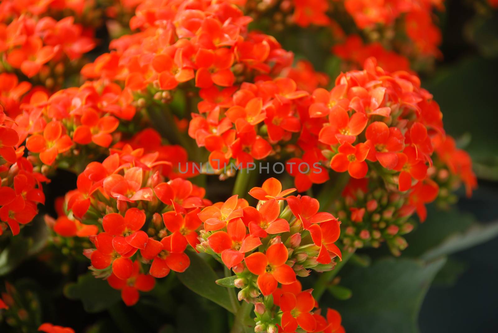 Kalanchoe plant with red flowers, Kalanchoe blossfeldiana by yuiyuize