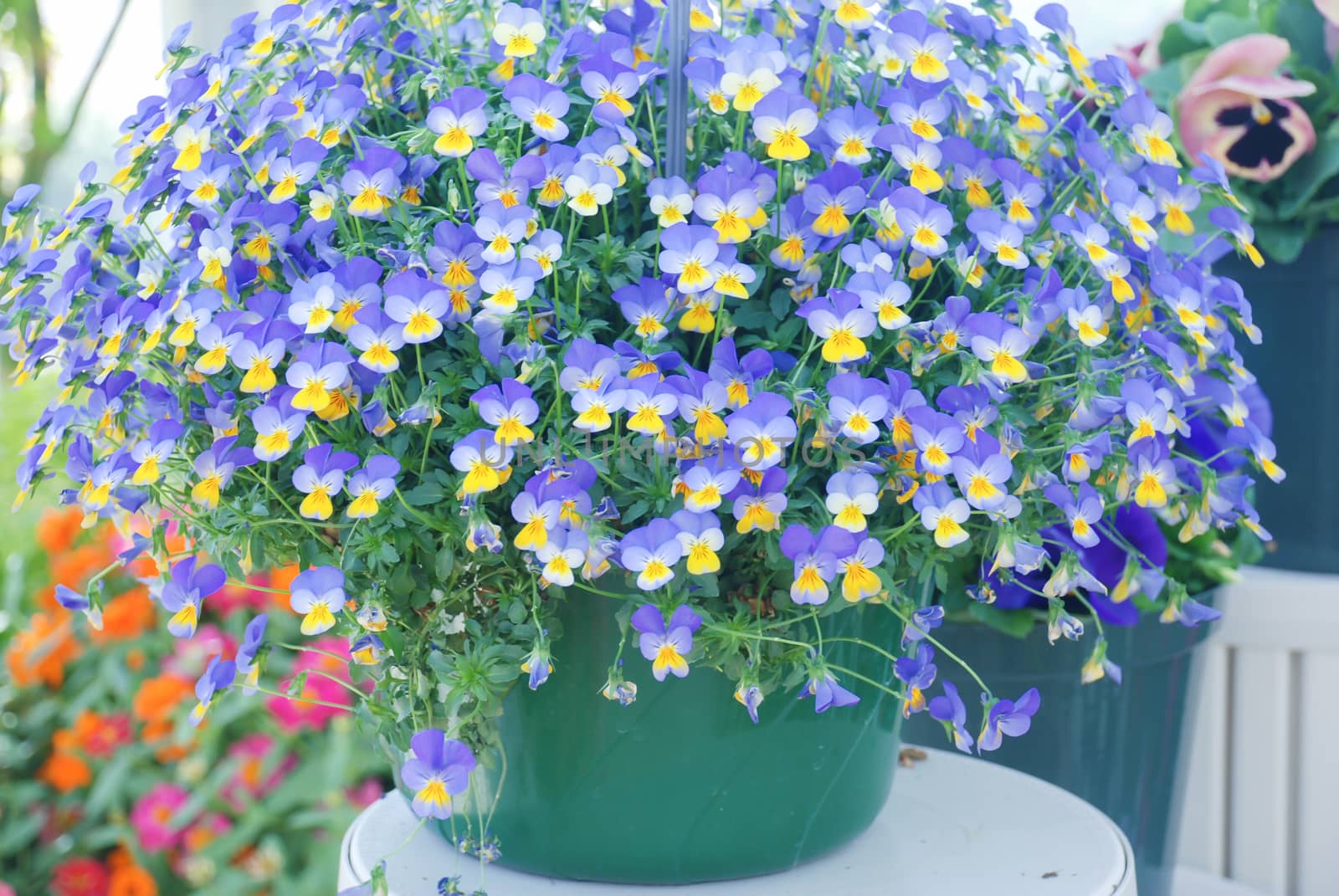 Yellow and Blue Flower Pansies closeup of a colorful pansy flowe by yuiyuize