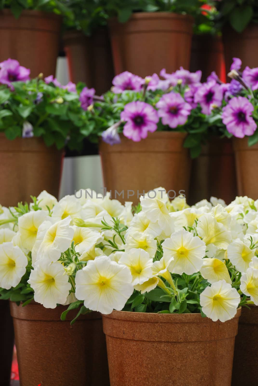 Pink Petunia, Petunias in the black pot, Pink petunia on a wood shelf. Selective focus.