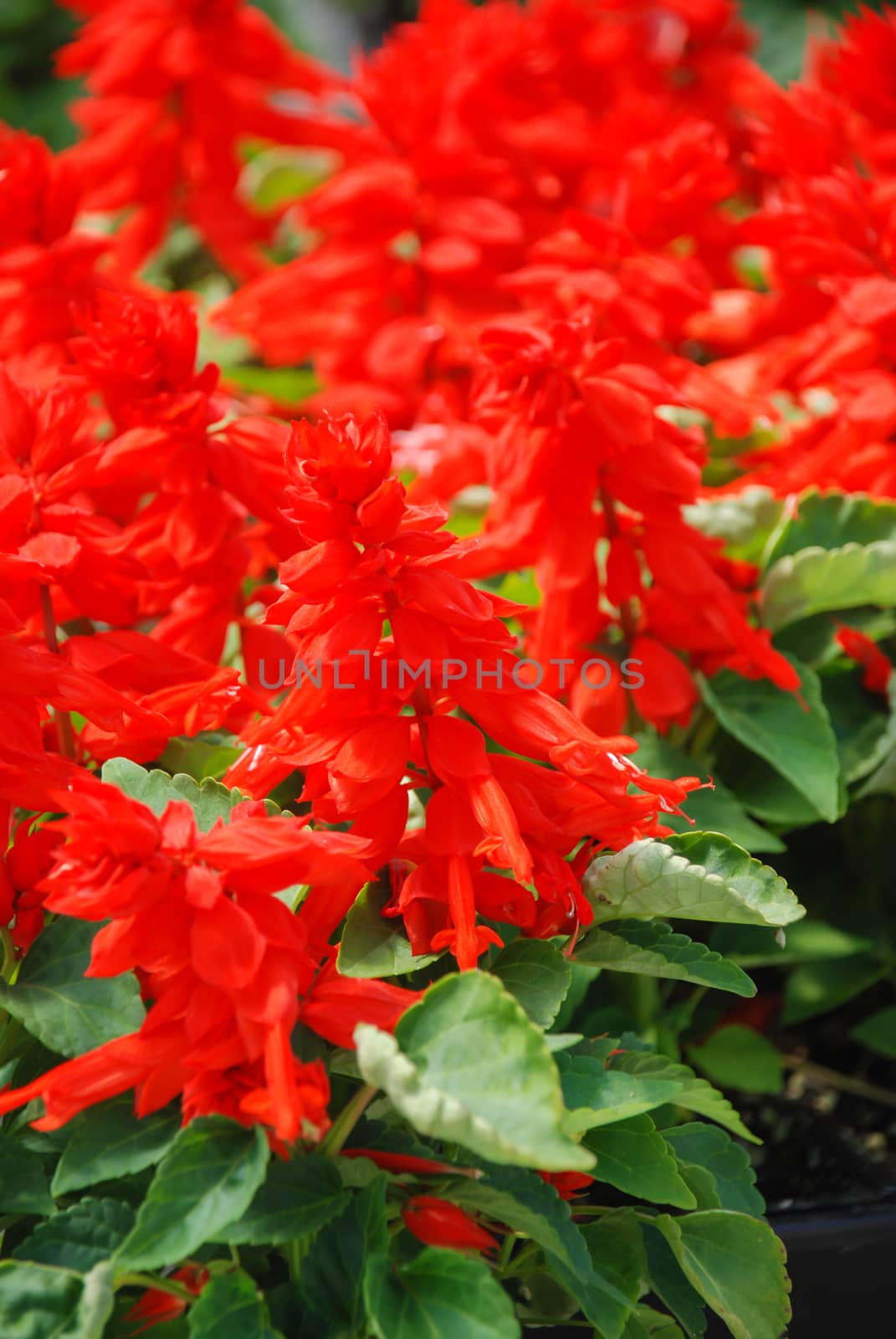 Red Salvia Splendens, Red flower pot plants in the black tray