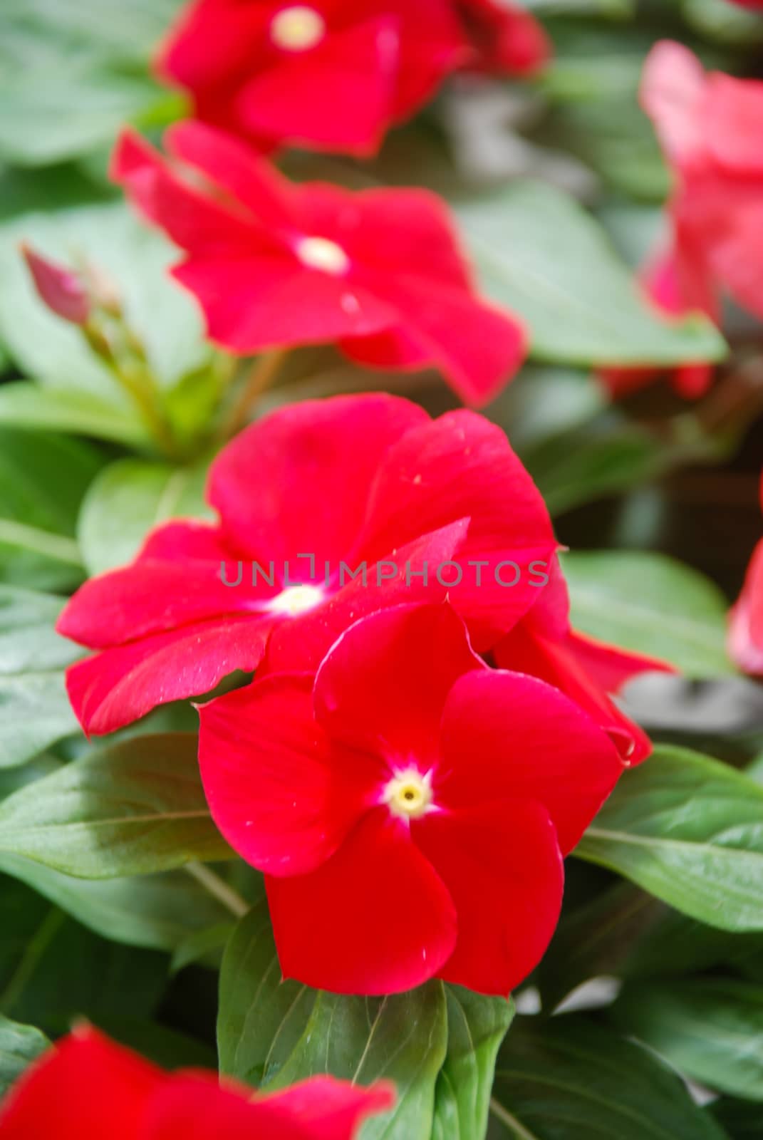 foliage vinca flowers, red vinca flowers (Madagascar periwinkle) by yuiyuize